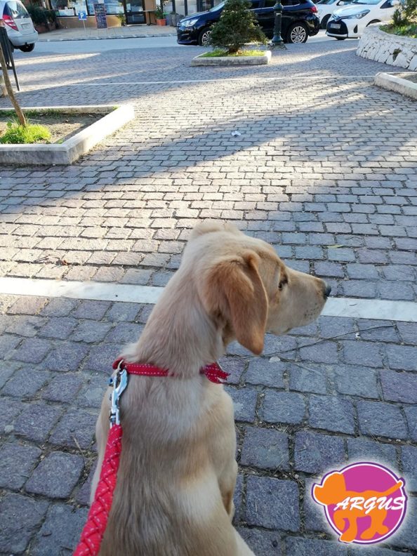 Malou - Labrador