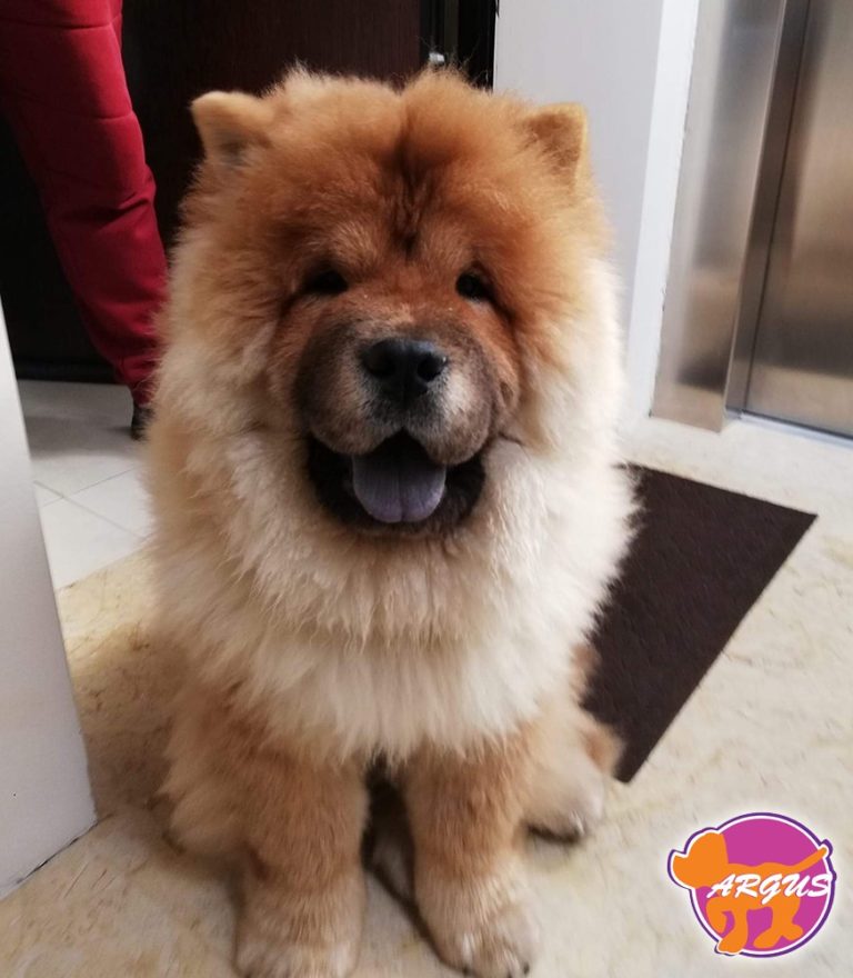Kinder — Chow Chow, Νίκαια