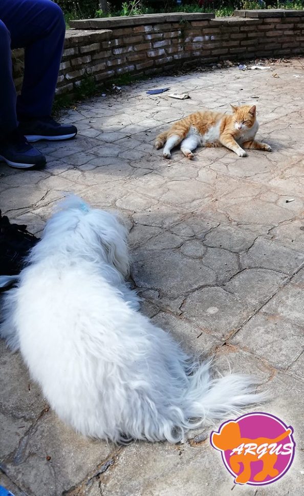 Bianco - Maltese