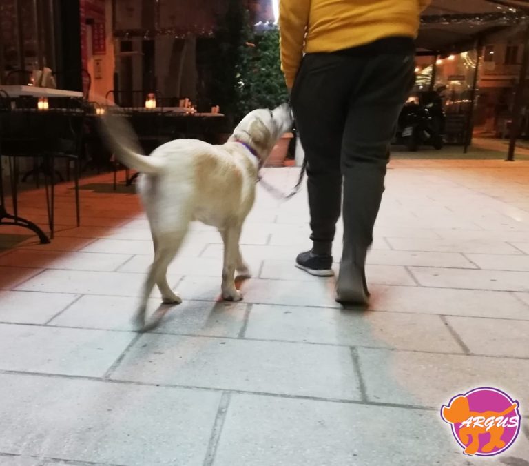 Cooper — Labrador, Πλατεία Μέμου, Κορυδαλλός