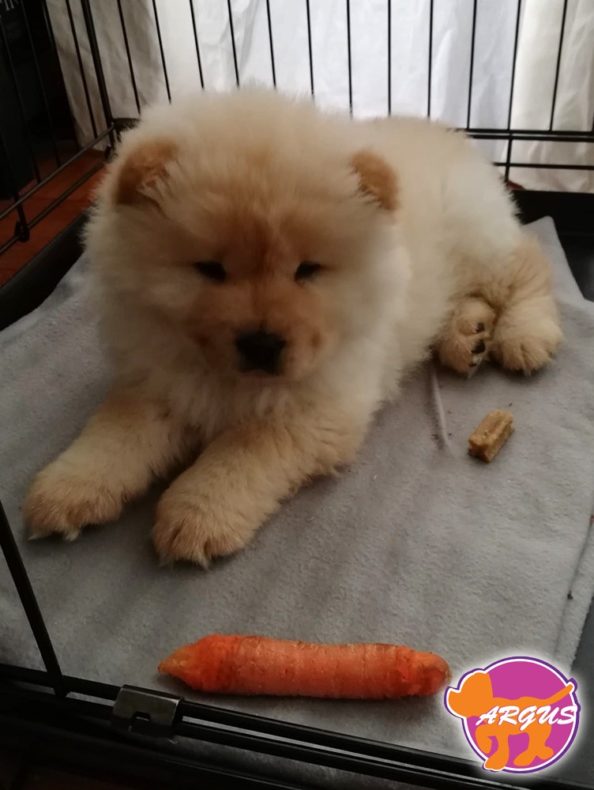 Ήρα - Chow Chow
