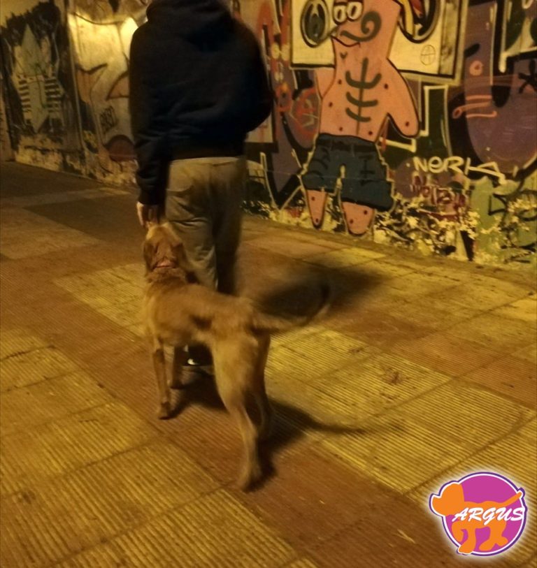Κάλλι — Ημίαιμο, Γκάζι