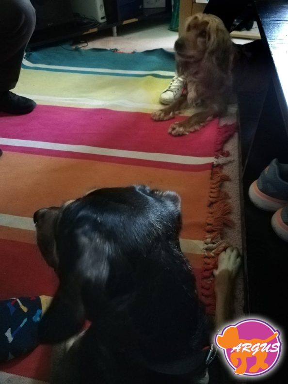 Marley - Cocker Spaniel