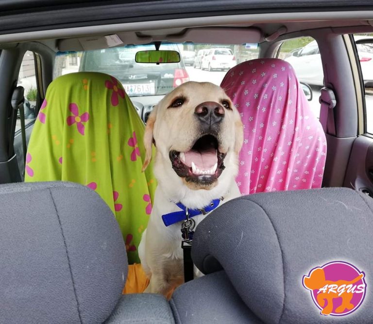 Cooper — Labrador, Kορυδαλλός