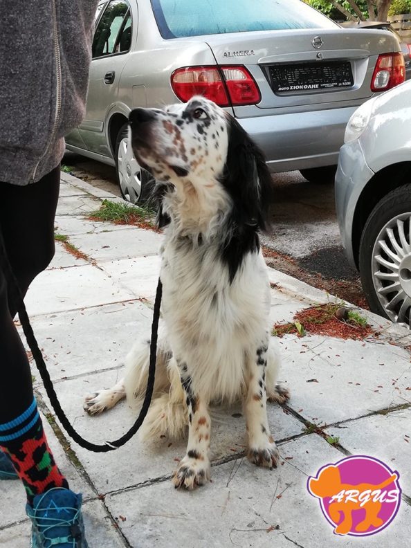Loki - English Setter