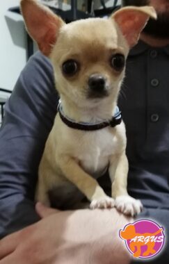 Chihuahua - Mini