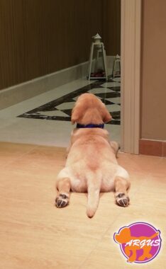 Roger - Labrador