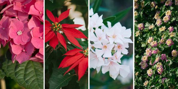 mistikakipou-fyta-epikindina-gia-skilous