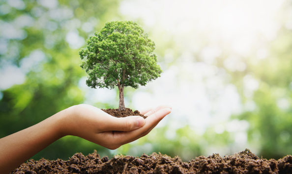 Planting