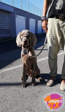 Saga - Weimaraner