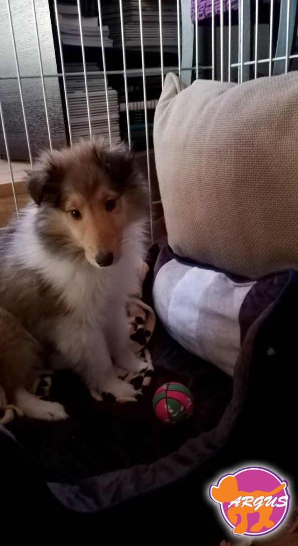 Laika - Collie