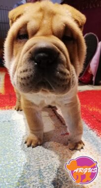 Victor - Shar Pei