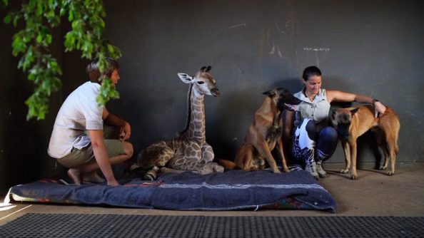 Giraffe+dog