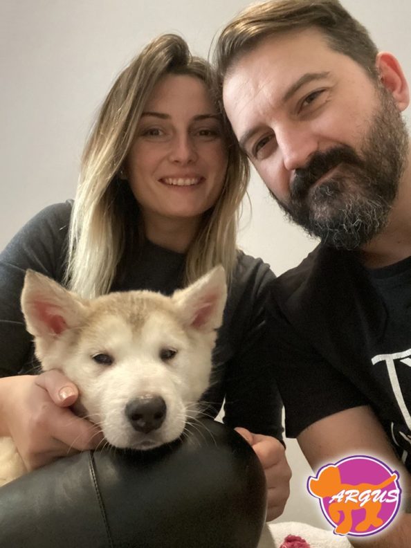 Chiara - Malamute