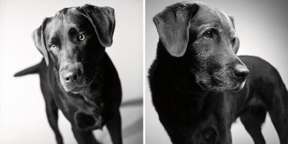 Corbet – 2 years and 11 years Corbet - 2 years and 11 years