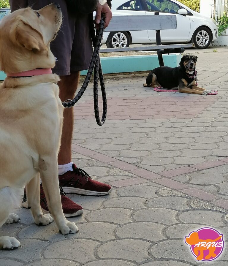 Μαλού — Labrador, Ίλιον