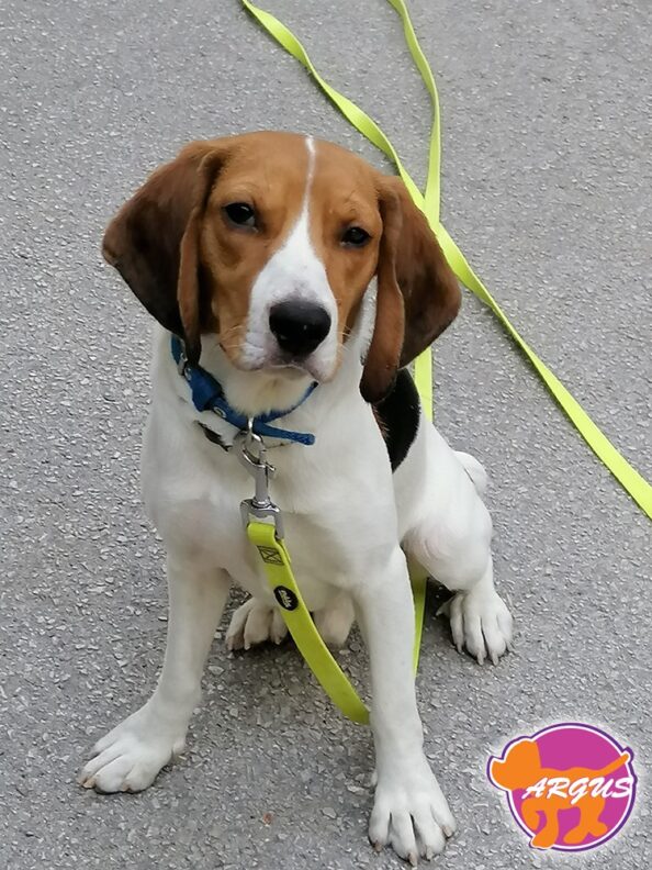 Luco - Beagle