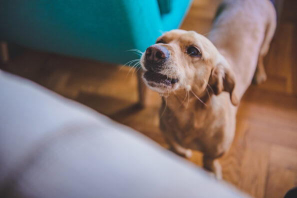 dog-barking-home