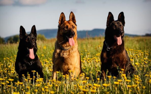germany-dogs Γερμανία: Υποχρεωτική με νόμο γίνεται η βόλτα των σκύλων