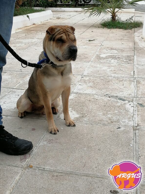 Kobe - Shar Pei