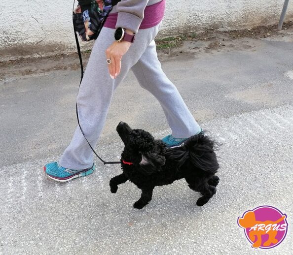 Μάιρα - Caniche - Poodle