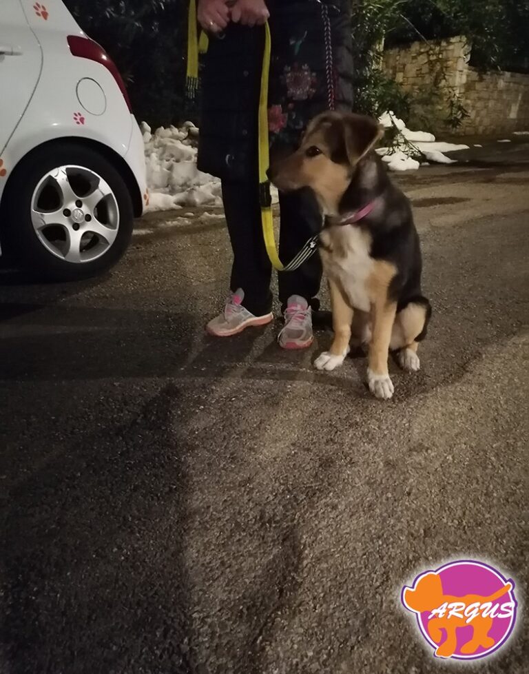 Οία — Ημίαιμο, Διόνυσος