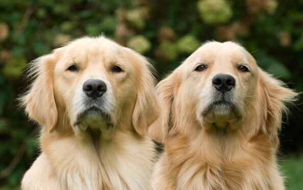dogs-age-golden-retrievers Μελέτη για την ηλίκια των σκύλων