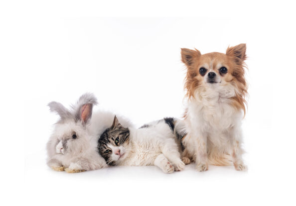 ZoaSyntrofias Ζώα συντροφιάς