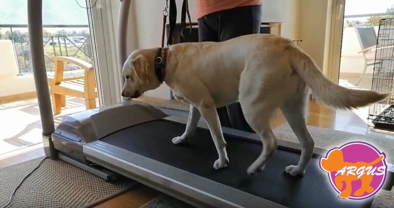 Grace — Labrador, Γλυφάδα