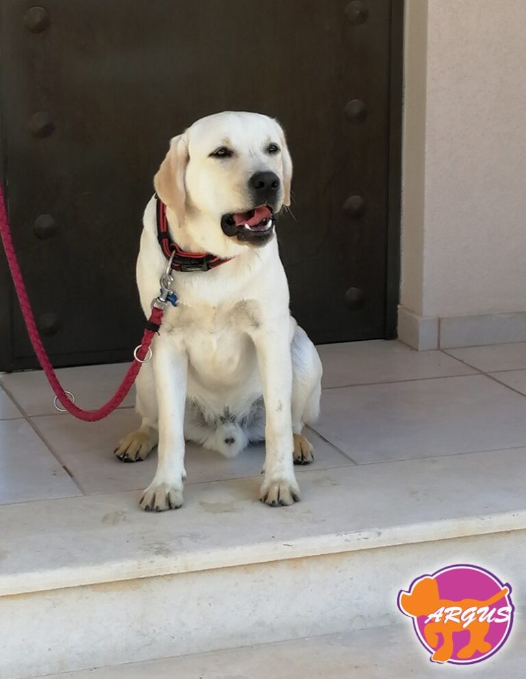 Rasley — Labrador, Διόνυσος