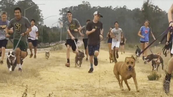 mathites-piran-volta-skylia-poy-kleismena-se-katafygio Μαθητές πήραν βόλτα σκυλιά που ήταν κλεισμένα σε καταφύγιο και αυτά ξετρελάθηκαν