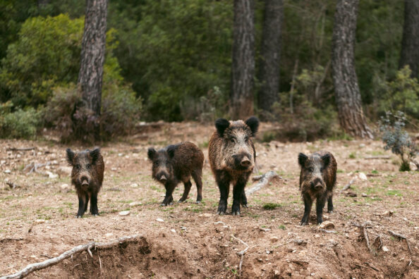 wild-boars-nature Ο Δήμος Διονύσου είναι κάθετα αντίθετος στη θανάτωση των αγριόχοιρων