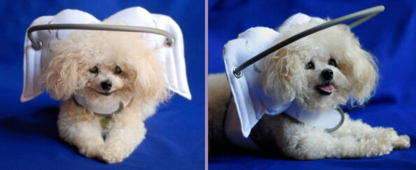 Blind-Dog-Halo Ένα «αγγελικό στεφάνι» προστατεύει τυφλά σκυλάκια από το να τραυματίζονται