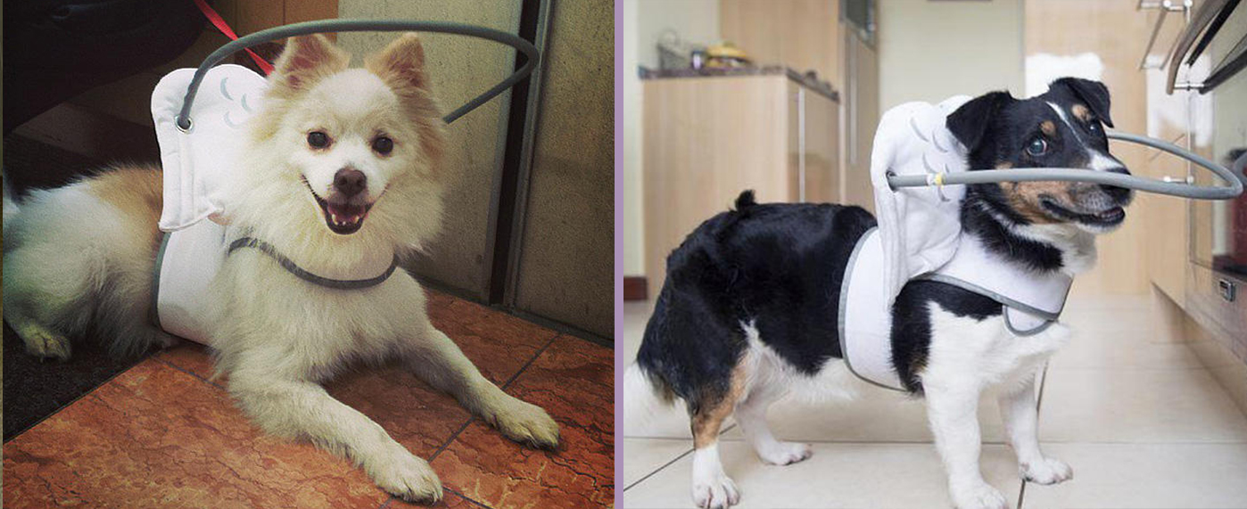 Ένα «αγγελικό στεφάνι» προστατεύει τυφλά σκυλάκια από το να τραυματίζονται