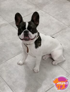 Γαλλικό Μπουλντόγκ - Pepe