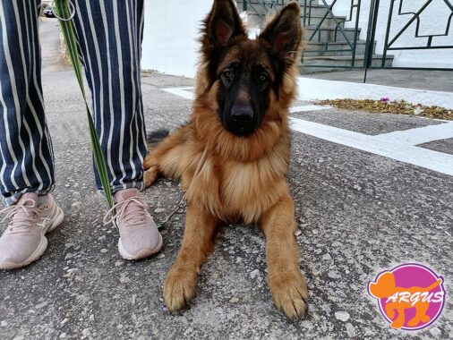 Γερμανικός Ποιμενικός - Μίνωας - Βασική Υπακόη