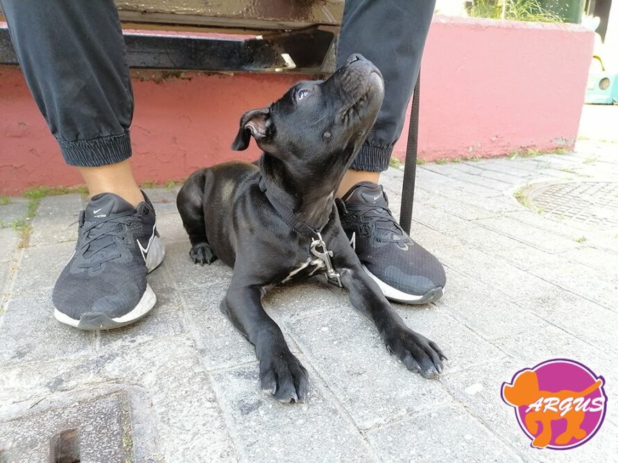 English Staffordshire - Baloo