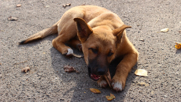 dog-barking-bone Σκύλος & Κόκκαλα: Πόσο επικίνδυνα είναι;