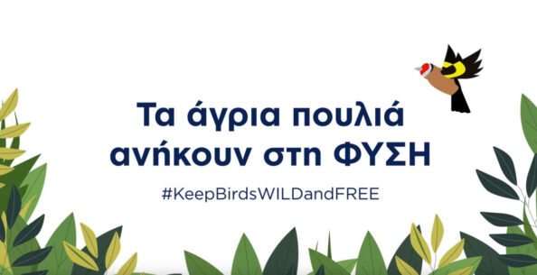 poulia Τα άγρια πουλιά ανήκουν στη Φύση