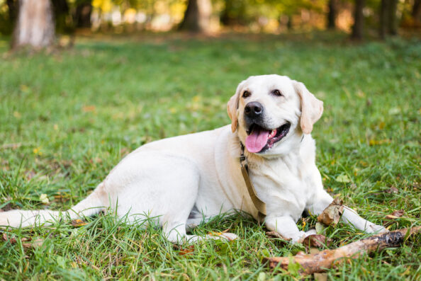 portrait-cute-labrador-sitting-grass Τα λαμπραντόρ ριτρίβερ παραμένουν στην κορυφή της προτίμησης