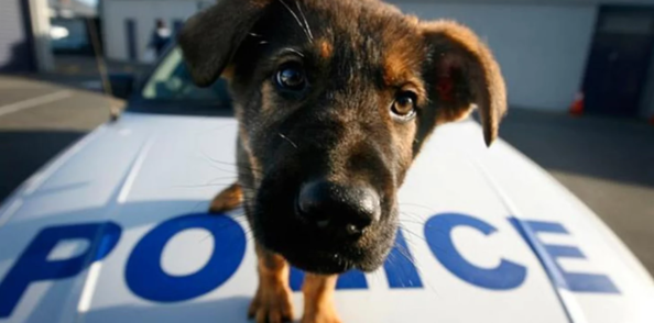 Dog-Police Ιδρύεται Τμήμα Προστασίας Ζώων στην Ελληνική Αστυνομία