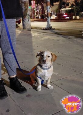 Κοκόνι - Κανέλος