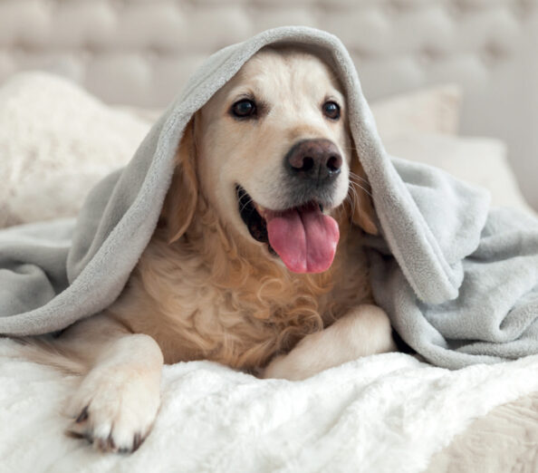 PETCarePROPOSAL-1 Προγράμματα Ασφάλισης Κατοικίδιων