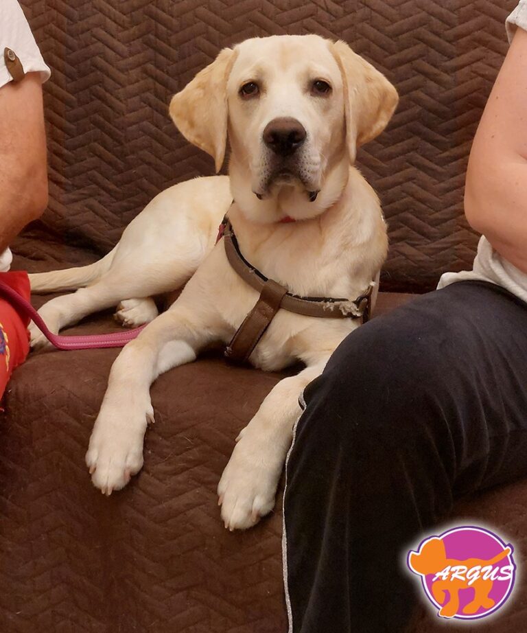 Charlie — Labrador, Περιστέρι