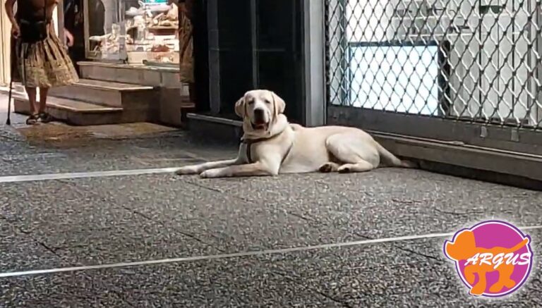 Charlie — Labrador, Περιστέρι