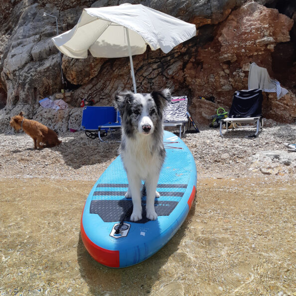 Christian Christian - Border Collie