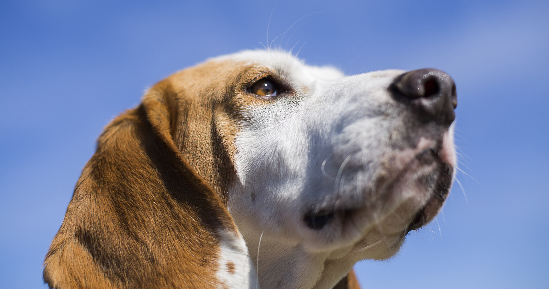 Τα σκυλιά μπορούν να χρησιμοποιούν τη μύτη τους για να «βλέπουν» και όχι μόνο για να οσφραίνονται