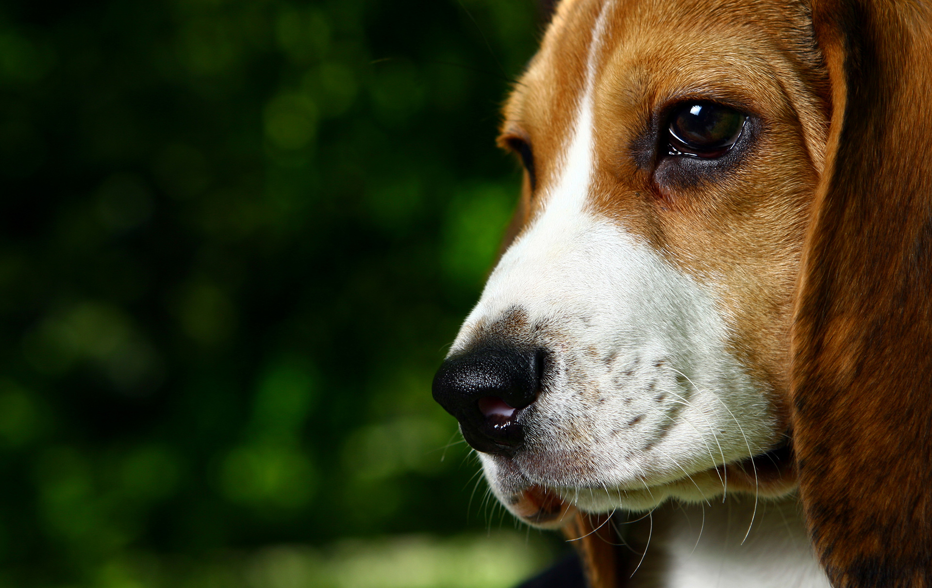 4.000 σκυλιά beagle σώθηκαν από πειράματα