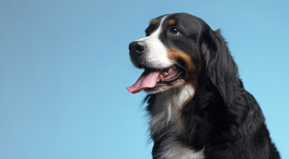 Pet-Gov Mypet–pass