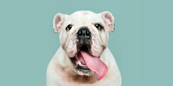 kennel-cough Kennel Cough